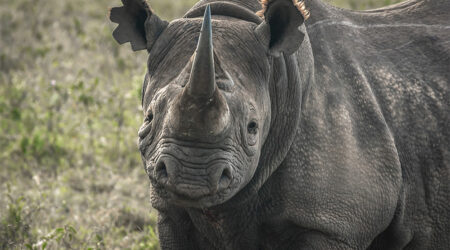Black rhino