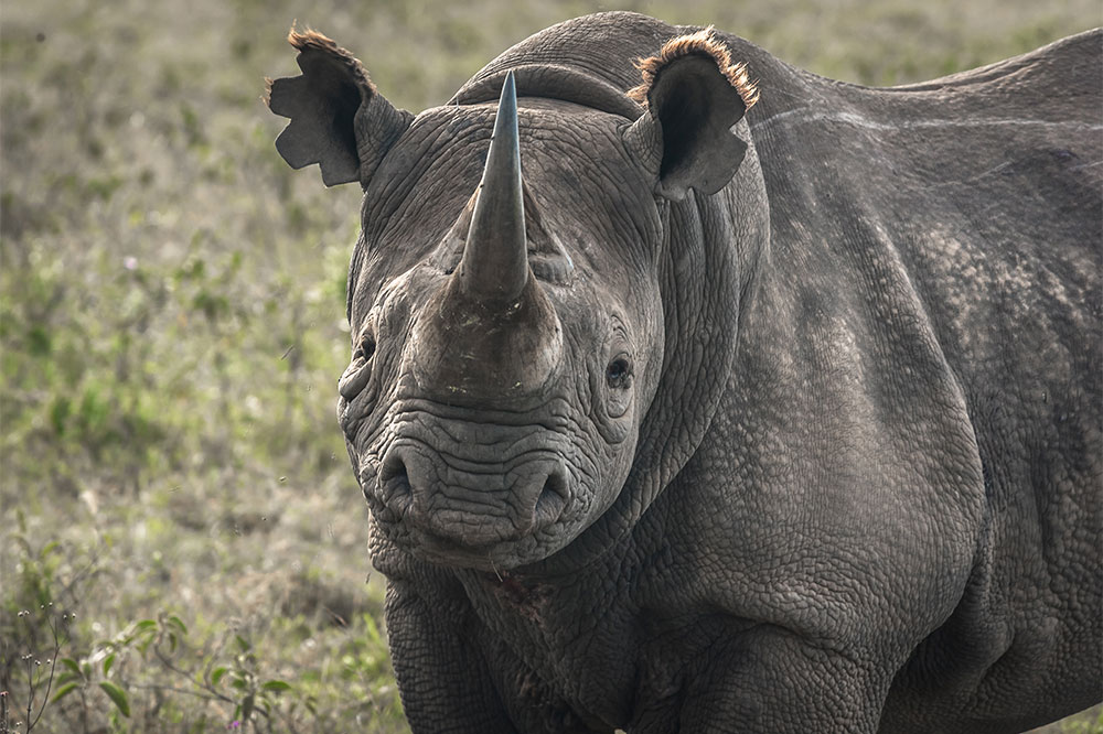 Black rhino