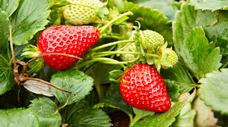 Canada’s organic produce and its source